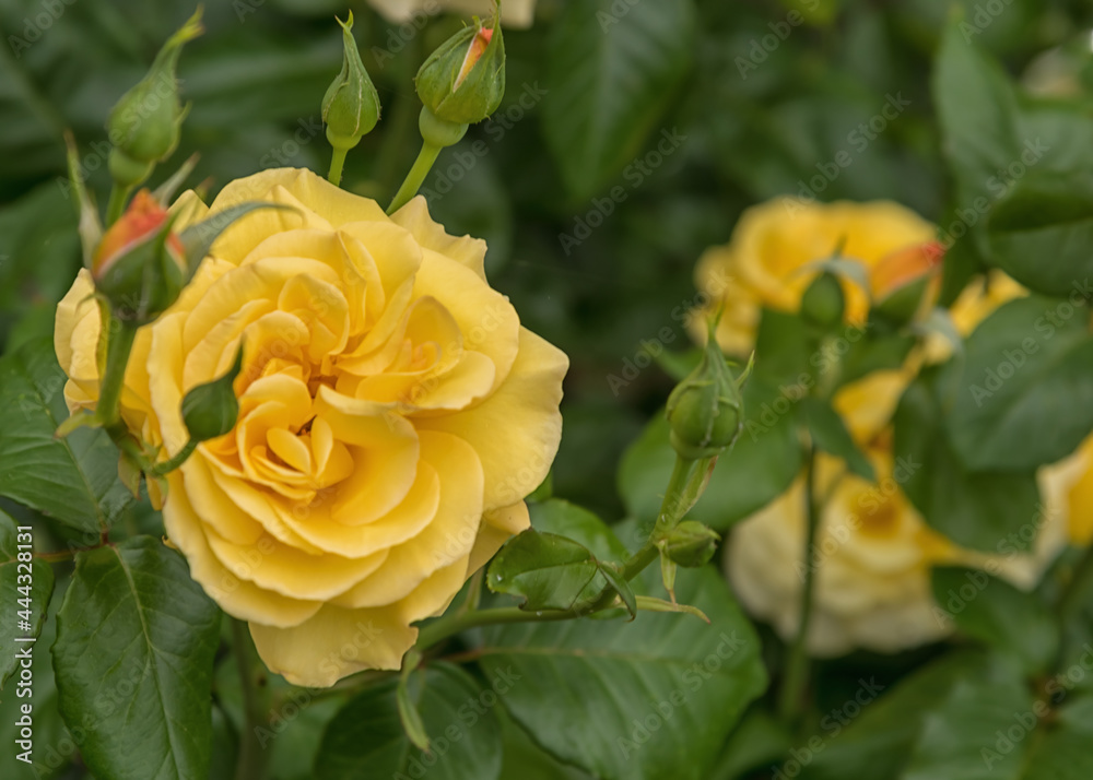 Rose Dania, a large luscious blooms of yellow Rose Dania, a large luscious blooms of yellow