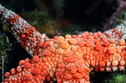 A picture of a sea star