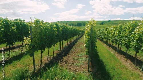 Kamerafahrt durch Weinberge in Deutschland photo