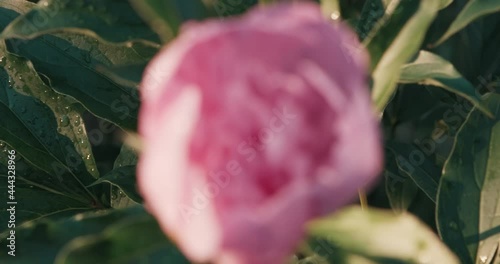 Pink peony flower at sunset close up. It rained and there are raindrops on the plant. The concept of botany and floristry. Latin, international name Paeonia