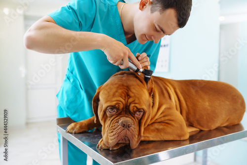 Young man veterinarian checking up the dog on table in veterinary clinic. Healthcare, medicine treatment of pets. Dogue de bordeaux.