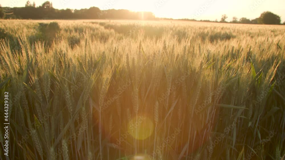 4K jib or crane clip of the sun setting over wheat or barley field at sunset
