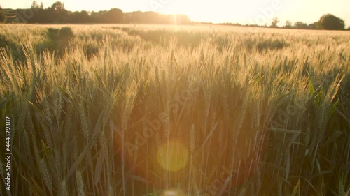 4K jib or crane clip of the sun setting over wheat or barley field at sunset
