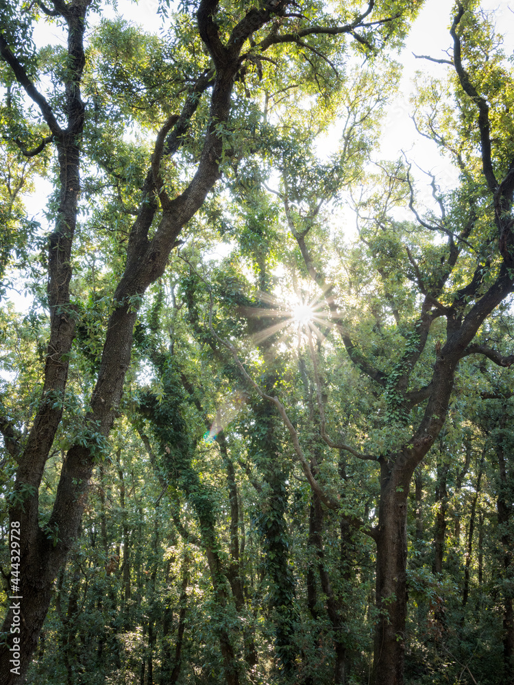 Obraz premium Old oak tree forest on peninsula Kalifront on Island of Rab Croatia