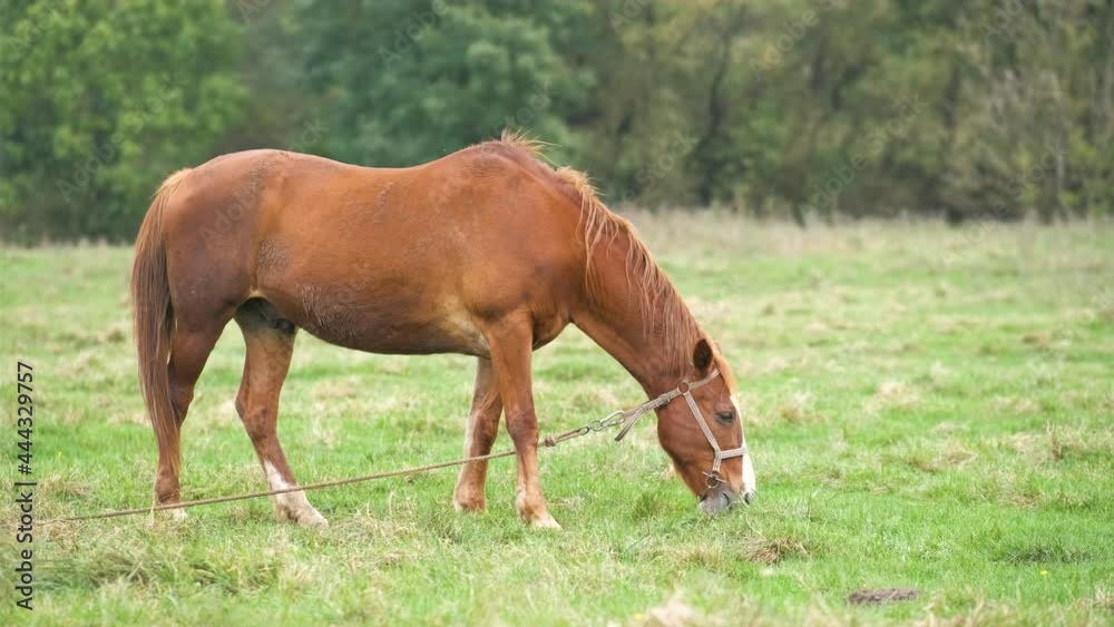 Beautiful chestnut horse grazing in summer field. Green pasture with feeding farm stallion. Beautiful chestnut horse grazing in summer field. Green pasture with feeding farm stallion.