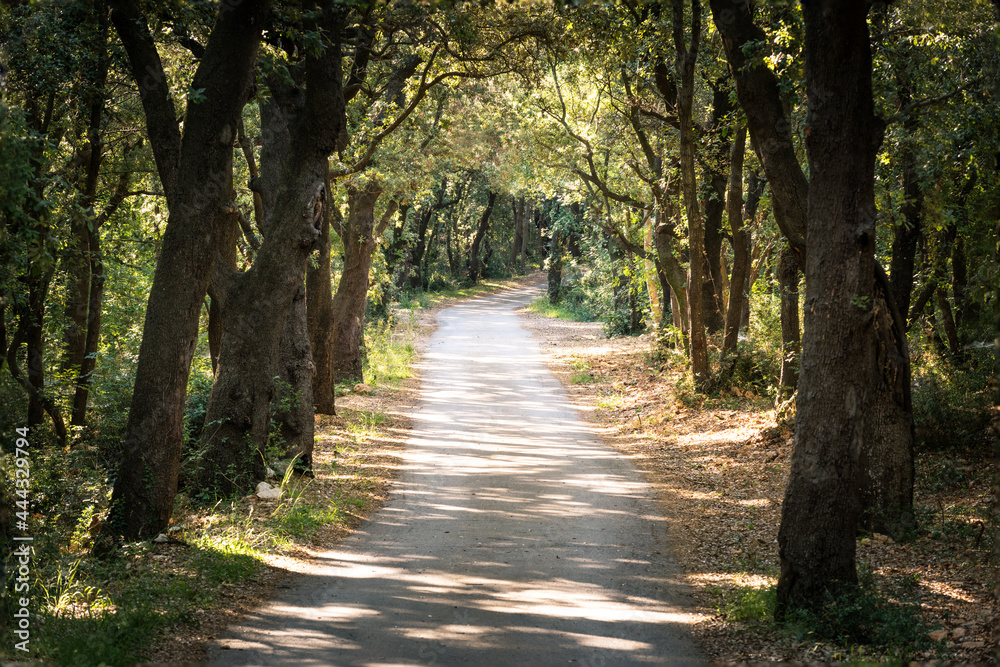 Obraz premium Old oak tree forest on peninsula Kalifront on Island of Rab Croatia