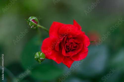 widok czerwonej róży od góry © szemisz