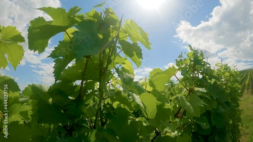 Weinreben oder Weinberg mit Sonne und Wolken im Hintergrund photo