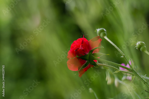 zbliżenie czerwonej róży od spodu © szemisz