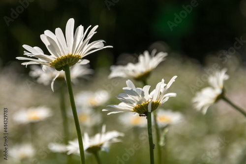 białe kwiaty w promieniach słońca © szemisz