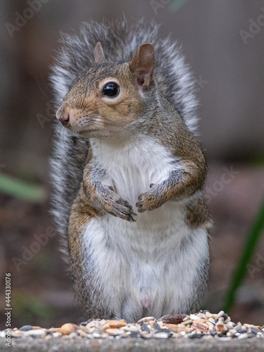 A watchful squirrel looks up from his supply of seeds.