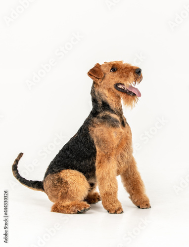 Airedale terrier dog isolated on white background copy space for text
