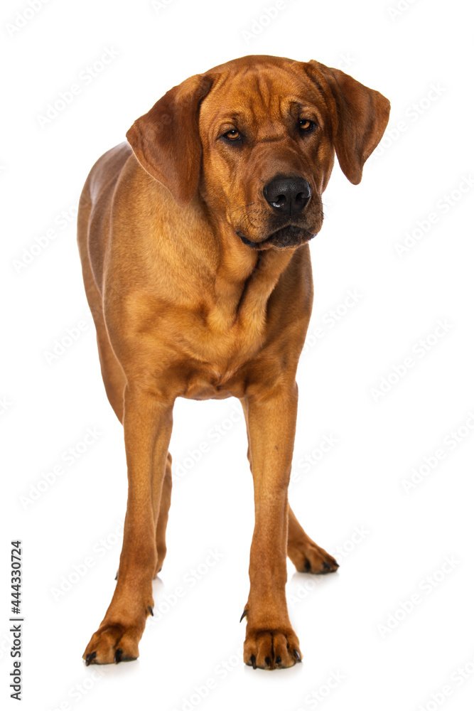 Broholmer dog isolated on white background