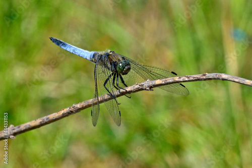 Black-tailed skimmer // Großer Blaupfeil (Orthetrum cancellatum) photo