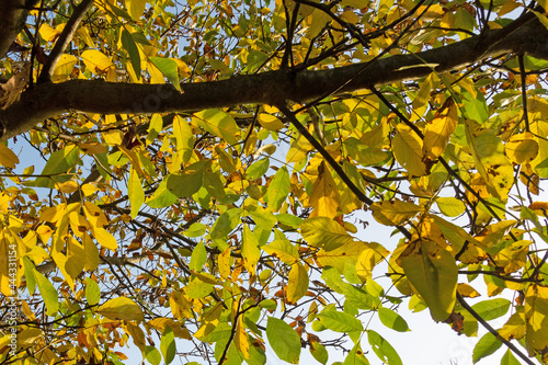 Walnussbaum  Juglans regia  im Herbst