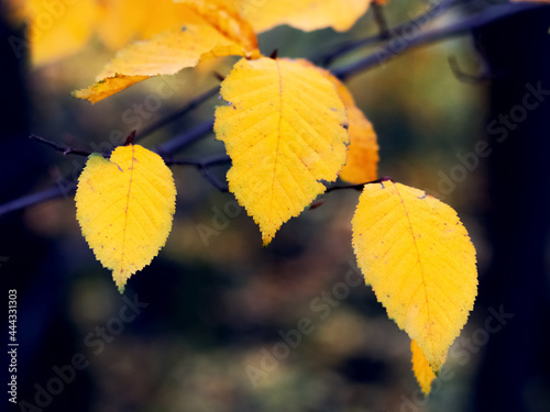 Yellow autumn leaves in the forest on a dark background