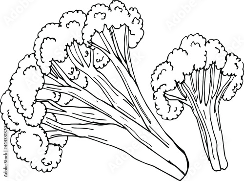  Sketch Cauliflower on white background. Hand drawn vector illustration.
