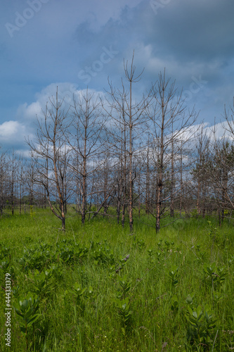 Dead burnt dry trees stand on a green living young glade under a stormy sky. Ecological problems.