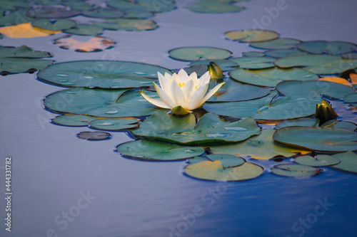 white water lily