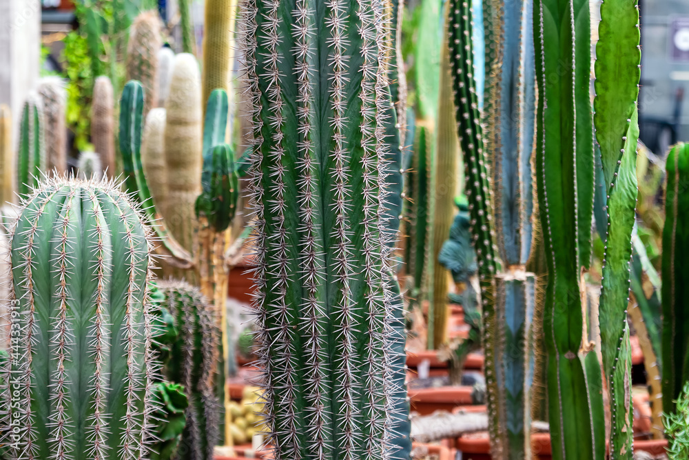 Different types of cacti in pots. botanical, decorative, design.