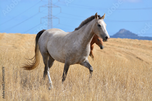 horse in the field