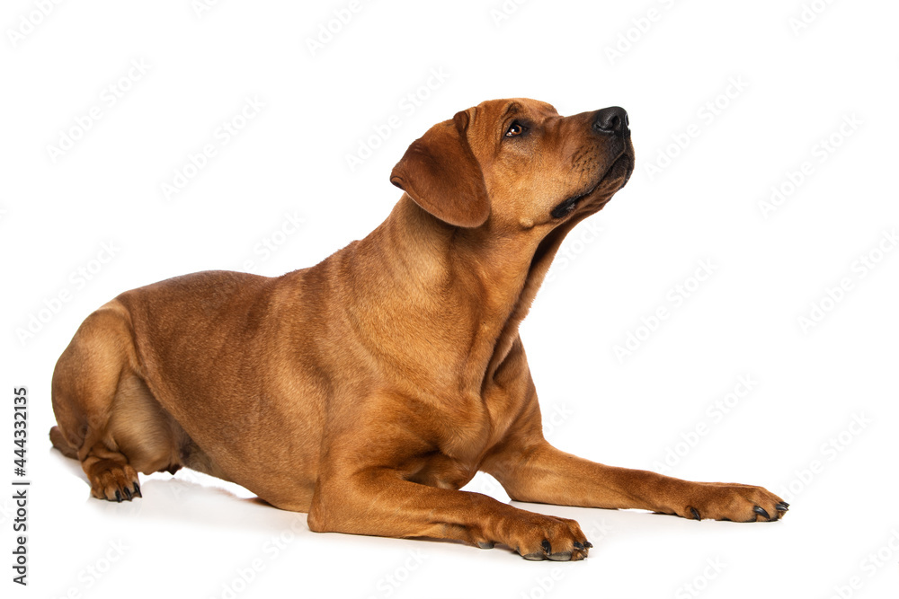 Broholmer dog isolated on white background