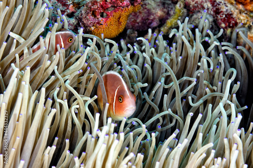 An anemone and it's Clown fish