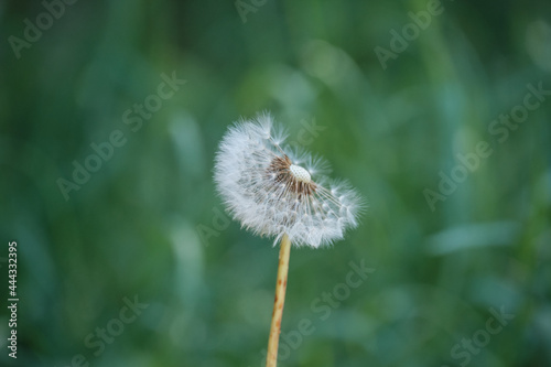 Inflorescences de pissenlit .