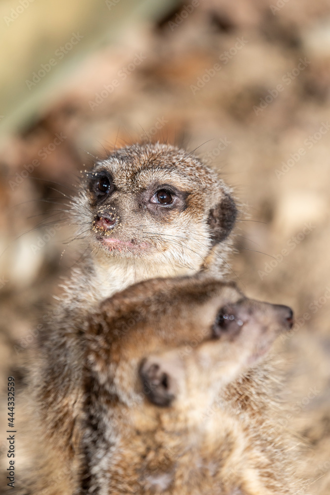 Nice portrait of meerkat suricate in zoo garden. Nice portrait of meerkat suricate in zoo garden.