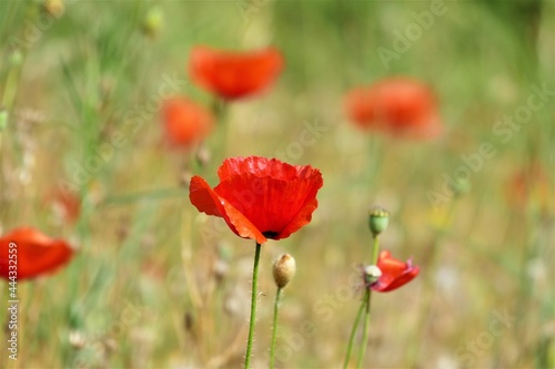 Poppy flower field in nature