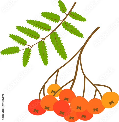 rowan and leaf. vector illustration