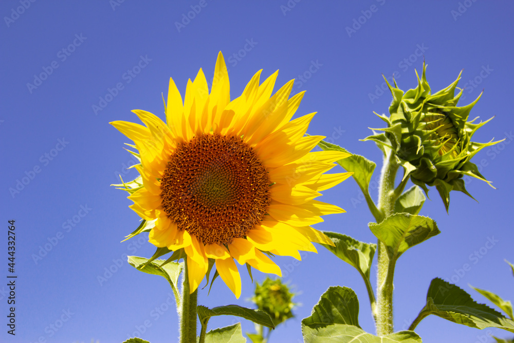 Sunflower field with blue sky. Crop field. Agriculture. Sunflower field with blue sky. Crop field. Agriculture.