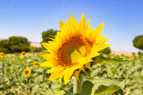 Sunflower field with blue sky. Crop field. Agriculture.