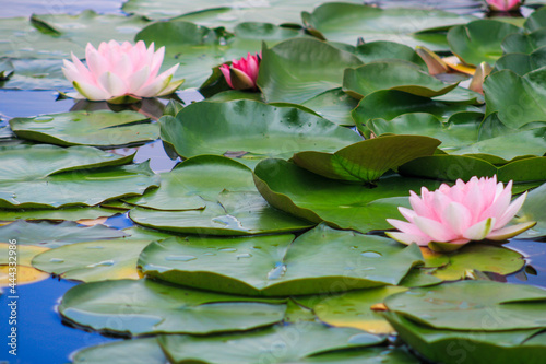 pink water lily