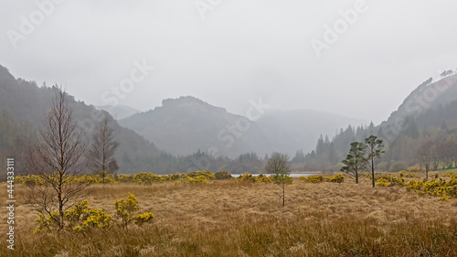 Heathland with gorze bushes and trees around a lake in a valley in wicklow mountains, Ireland, on a foggy day. 