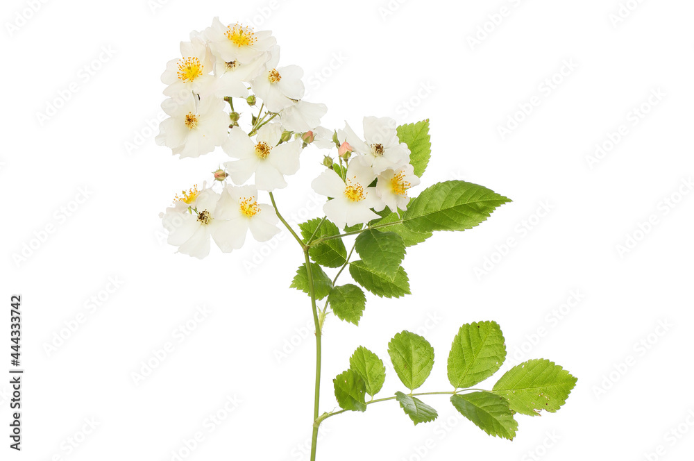 Obraz premium Field rose flowers and foliage