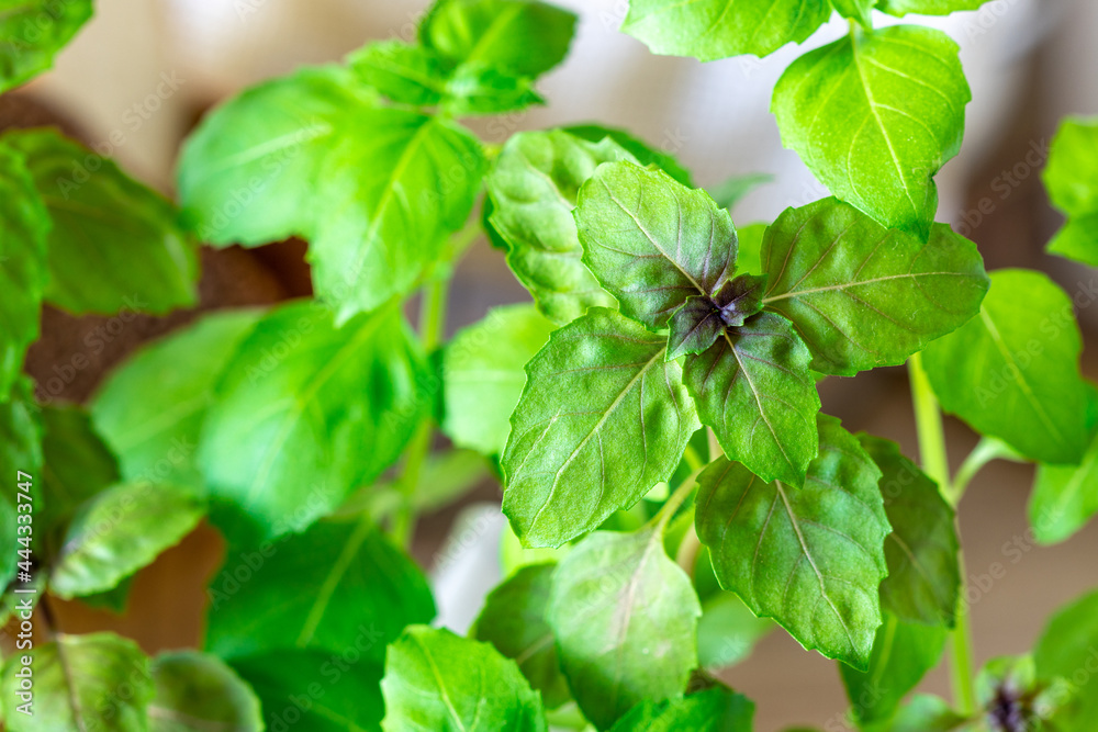 basil close-up, lots of leaves, edible greens, copy space basil close-up, lots of leaves, edible greens, copy space