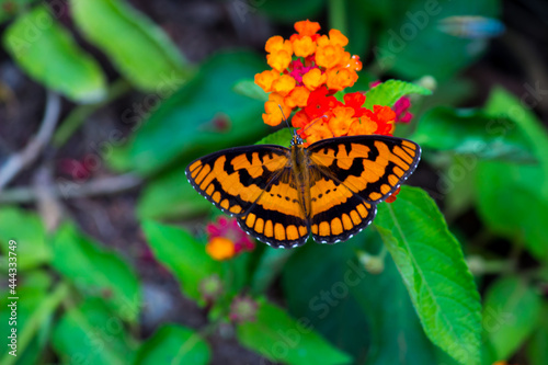 Photography The Gulf fritillary or passion butterfly is a bright orange butterfly in the subfamily Heliconiinae 
 of the family Nymphalidae