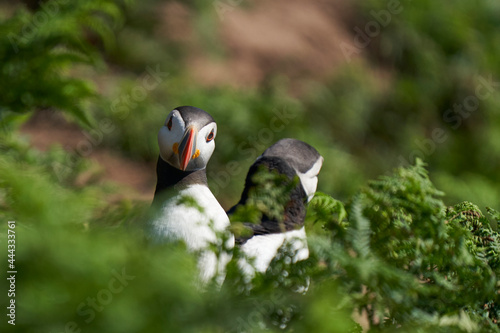 Atlantic puffin (Fratercula arctica) socialising on Skomer Island off the coast of Pembrokeshire in Wales, United Kingdom