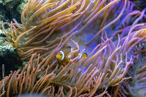 clown fish next to anemones, Amphiprion