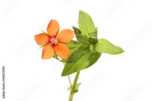 Scarlet pimpernel wildflower photo