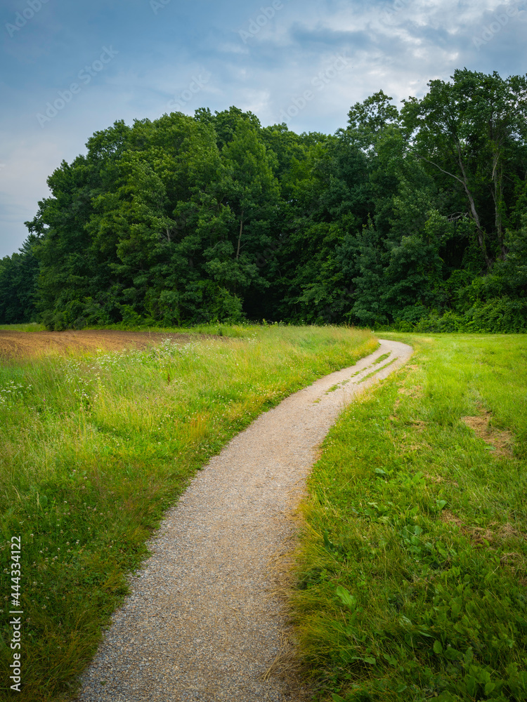 Curved Footpath in the Forest. Nature Trail Trip Image with Space for Text.