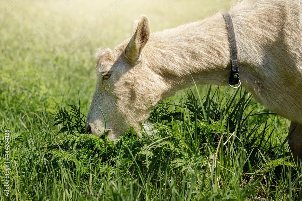 Obraz premium The light brown goat eats fresh green grass