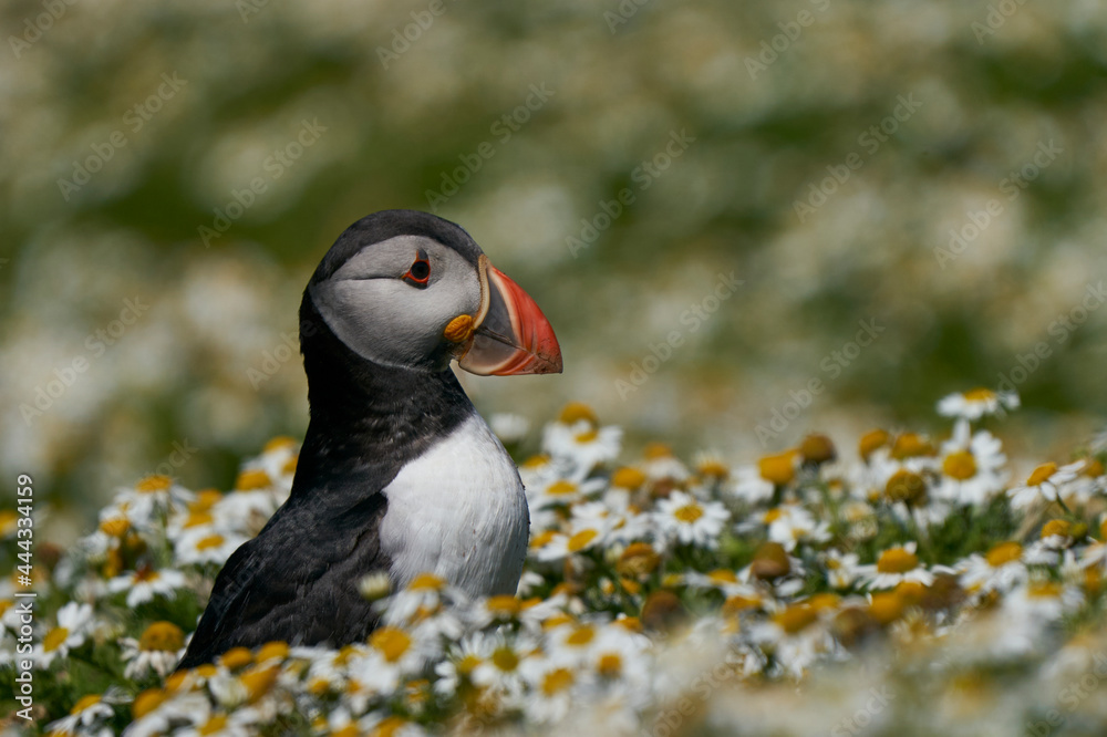 Atlantic puffin (Fratercula arctica) amongst summer flowers on Skomer Island off the coast of Pembrokeshire in Wales, United Kingdom Atlantic puffin (Fratercula arctica) amongst summer flowers on Skomer Island off the coast of Pembrokeshire in Wales, United Kingdom