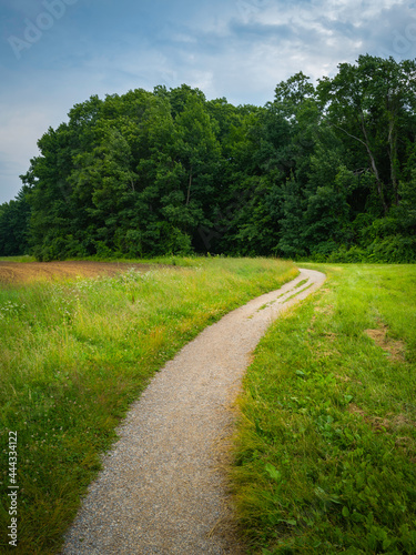 Fototapeta Naklejka Na Ścianę i Meble -  Curved Footpath in the Forest. Nature Trail Trip Image with Space for Text.