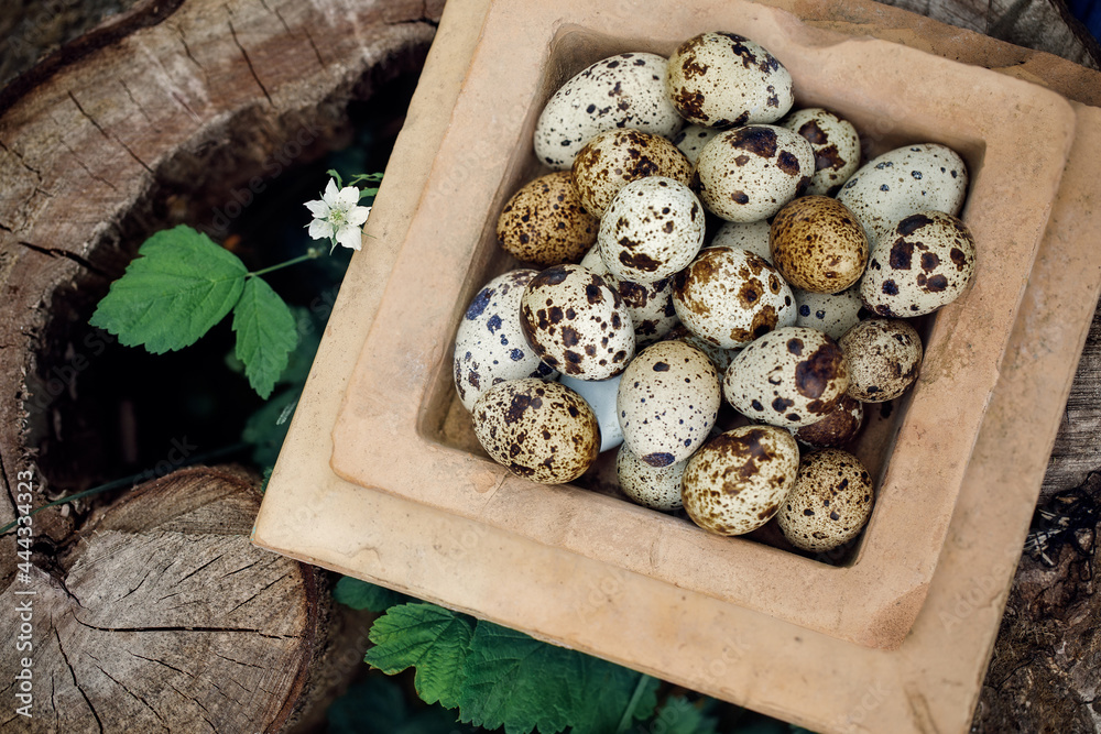 Common quail eggs, grass, white flower, and old furnace plate Common quail eggs, grass, white flower, and old furnace plate