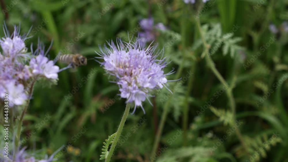 Bees collect honey from the flowers of the phacelia of a summer, sunny day. Honey production. Apiculture. Bees collect honey from the flowers of the phacelia of a summer, sunny day. Honey production. Apiculture.