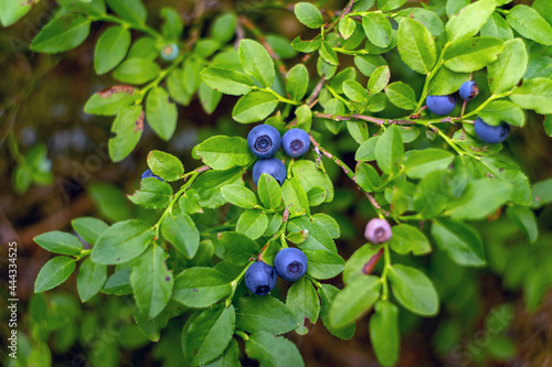 blueberries in the forest