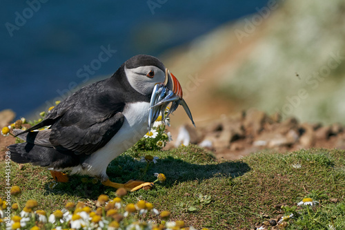 Atlantic puffin  Fratercula arctica  hurries back to its burrow with a beak full of small fish to feed its chick on Skomer Island off the coast of Pembrokeshire in Wales  United Kingdom