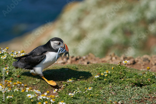 Atlantic puffin  Fratercula arctica  hurries back to its burrow with a beak full of small fish to feed its chick on Skomer Island off the coast of Pembrokeshire in Wales  United Kingdom